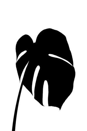 The silhouette of a leaf of an evergreen large-leaved monstera delicacy is isolated on a white backgroundの写真素材