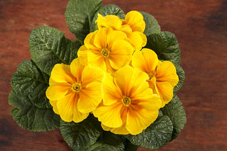 Primula yellow houseplant on a wooden table. top viewの写真素材