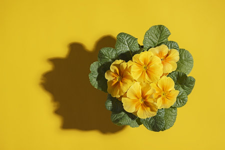 Houseplant yellow primrose in a pot on a yellow background with hard shadow and copy space.の写真素材