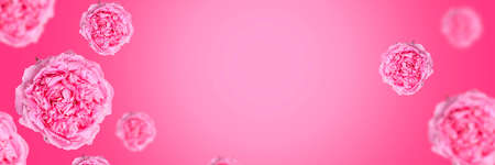 Delicate peony flowers and flying petals on a light pink background. Creative flower levitation in aerial nature. Spring blossom concept for wedding, women, mother, March 8, Valentine's dayの写真素材