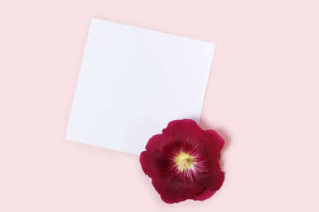 Invitation or greeting card mockup with empty blank paper and flowers hollyhocks.