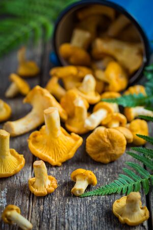 chanterelle mushrooms  on wooden background, selective focusの写真素材