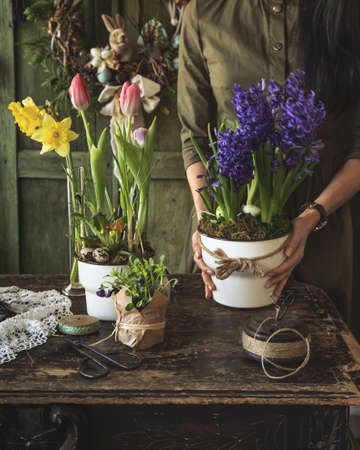 spring flowers (hiacinth, narcissus, violet and tulip) on rustic vintage background, flower pot in woman hands. rustic background, retro toned imageの写真素材