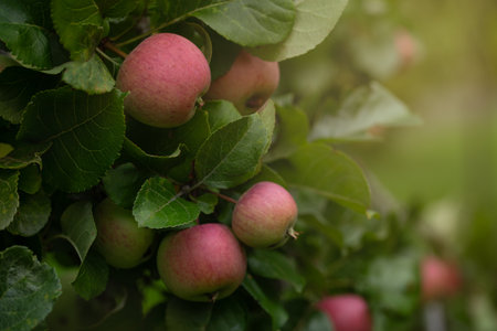apple trees in garden, sunny summer day, branches with ripe apples and green leaves, nature background, organic farm and food conceptの写真素材