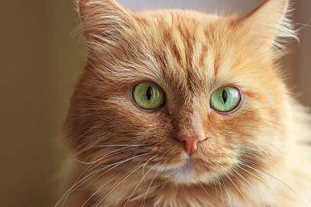 The face of an adult family pet - a red cat close-up.