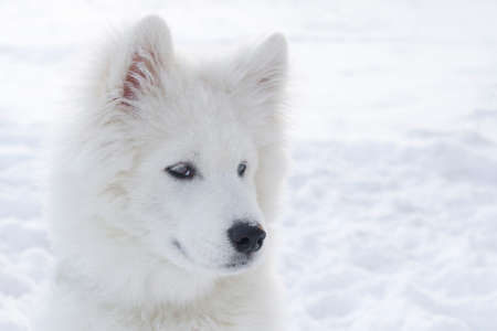 A large white dog on the background of snow looks into the frame.の写真素材