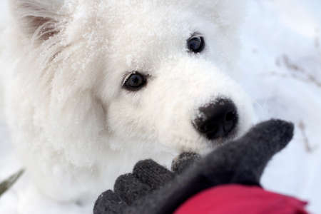 A white dog sniffs the stranger's hand. Close-up