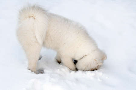 A big fluffy white dog digs snow on a walkの写真素材