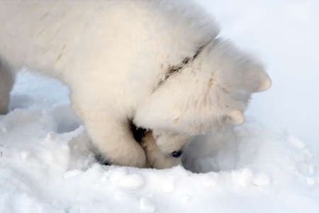 A big fluffy white dog digs snow on a walkの写真素材