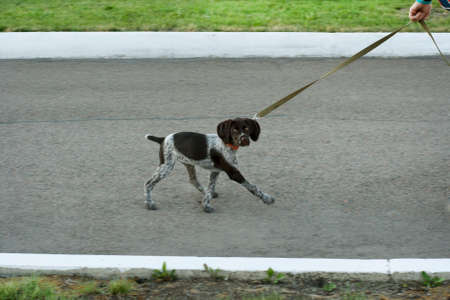 Curious dog on a leash. Walking dogs in the parkの写真素材