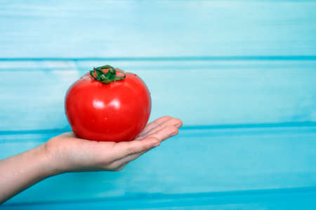 Child's hand with a ripe tomato on a background of a blue wooden wallの写真素材