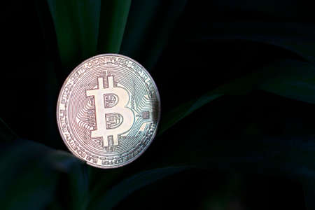 Mining is a crypto currency. Coin bitcoin lies on the leaves of a palm treeの写真素材