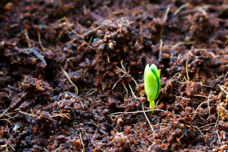 A tender sprout has just made its way from under the earthの写真素材
