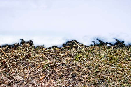 Land with spring grass under melted snowの写真素材