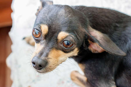 A small black chihuahua dog lost its ownerの写真素材