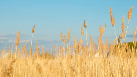 Spikes of yellow grass against the blue sky