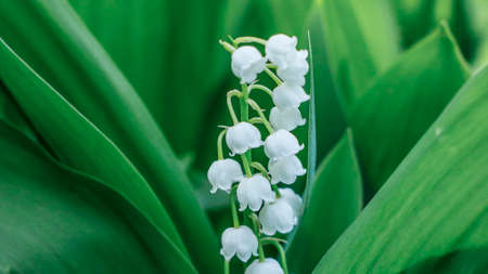 lily of the valley with bright green leavesの写真素材