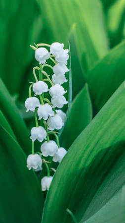 lily of the valley with bright green leavesの写真素材