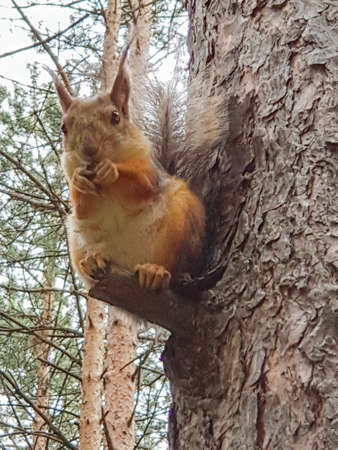 a squirrel gnawing a nutlet while sitting on a branch in the forest