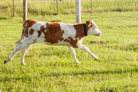 Young calf runs happily on the green lawnの写真素材