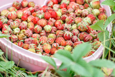 wild strawberries in a bucket on a background of forest grassの写真素材