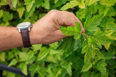 A man checks the condition of shrubs and trees. Professional landscaping