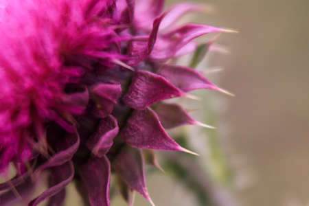 Blossom thorns. Bright purple flower in the morning dew.の写真素材