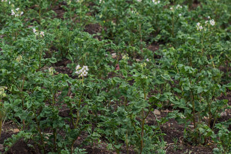 Potato field at the farm. Agricultural culture. Growing vegetables