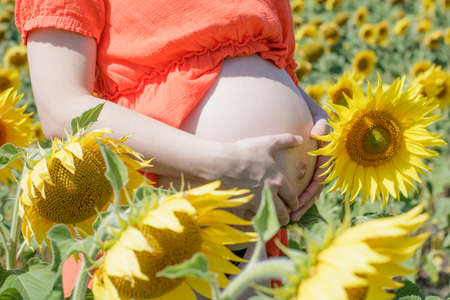 Big belly of a pregnant woman among a field of sunflowersの写真素材