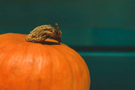beautiful pumpkin on a background of a wooden wall in saturated emerald color. Low focusの写真素材