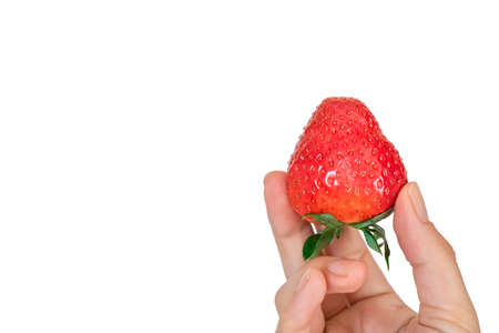 Big ripe strawberry berry in hand isolated on the white backgroundの写真素材