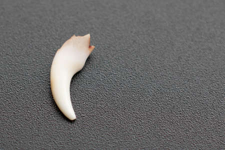 Fallen puppy's milk tooth on a black backgroundの写真素材