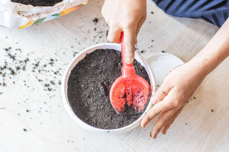 Children planted potted flowers. Home gardenの写真素材