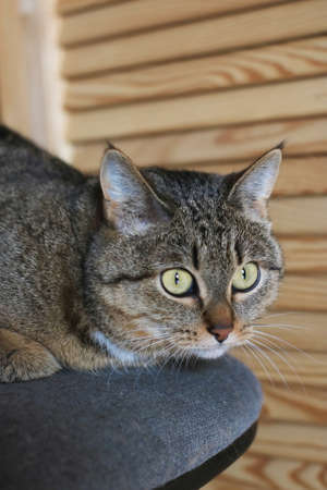 Beautiful domestic cat with green eyes looks at the dogの写真素材