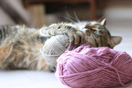 Beautiful domestic striped cat plays with knitting yarnの写真素材