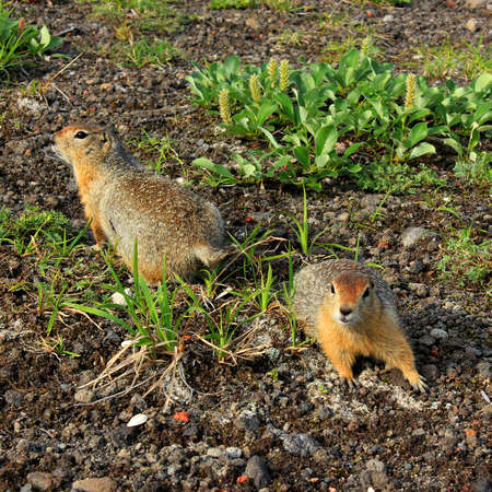 Funny American gophers with brown fur stand backs to each other on the ground and play marriage gamesの写真素材