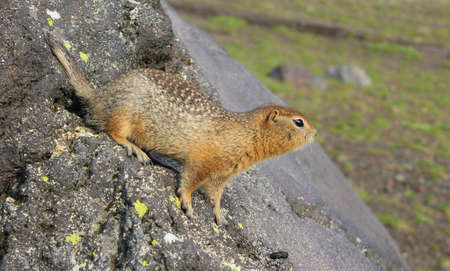 A curious American gopher with brown fur stands on his paws on a stone and looks into the distanceの写真素材