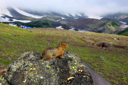 A curious American gopher with brown fur stands on his paws on a stone and looks into the distanceの写真素材