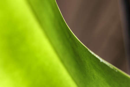 Closeup of the edge of the orchid leafの写真素材