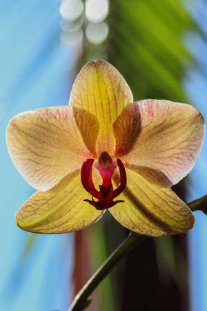 Blossom orchid in the sunlight on the background of the palm tree leaf and windowの写真素材
