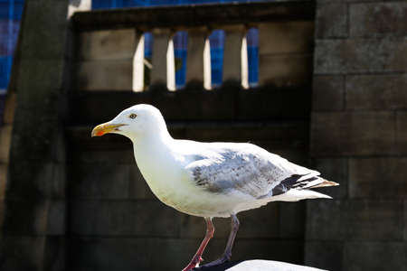 Sitting seagull in front of the brick wallの写真素材