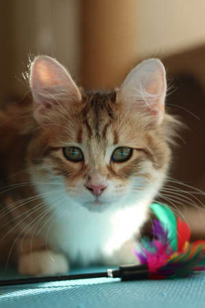 Siberian red kitten sitting next to a pet toy made of colorful feathersの写真素材