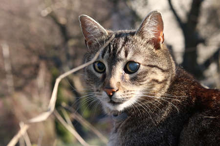 Tabby pet cat stares at the long dry grassの写真素材
