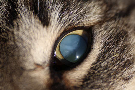 Tabby blind cat's eye closeupの写真素材