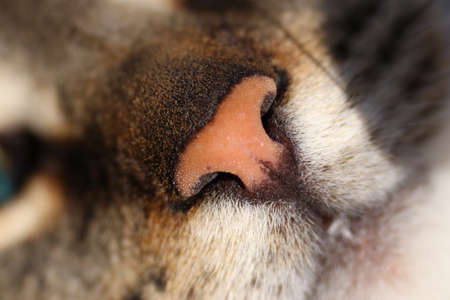 Tabby cat's pink nose closeupの写真素材