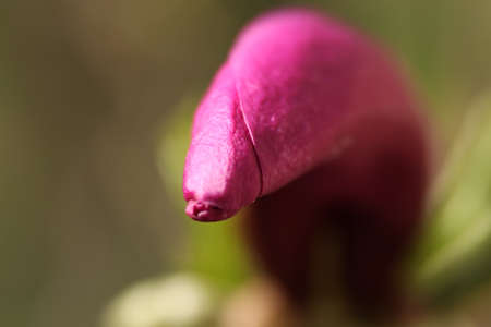 Close-up of a violet magnolia flowerの写真素材
