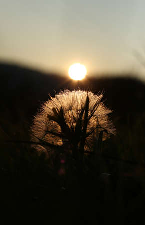 Dandelion fluff brightened by the sunset lightの写真素材