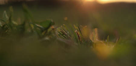Ladybug closeup on the grass leaf in the sunset lightの写真素材