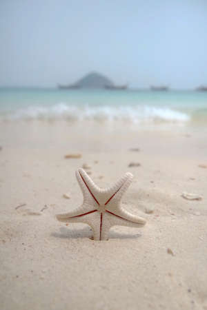 Little dried starfish stuck into white sand on the tropical beachの写真素材