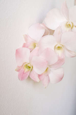 A branch of pale pink orchid flowers at a white wallの写真素材